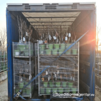 Transport Pflanzencontainer von Bersenbrück nach Niemegk