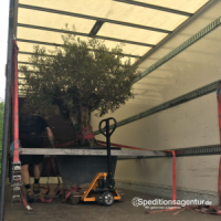 Transport Olivenbaum Spanien - Deutschland