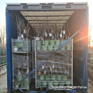 Transport Pflanzencontainer von Bersenbrück nach Niemegk