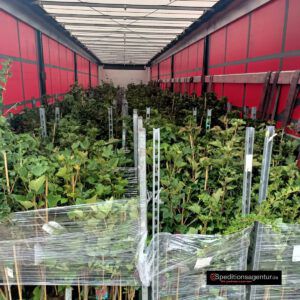 Transpor von NRW - Brandenburg - Stämmchen im Sattelzug