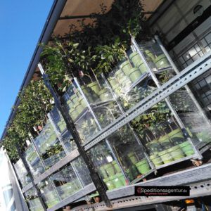 Schönwalde-Glien nach Wiesbaden - amerikanischer Schulbus